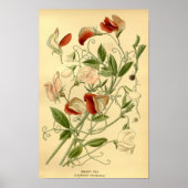 ヴィンテージフローラアートスイートピーラサイラスオドラタス ポスター (正面)
