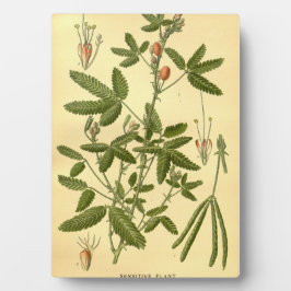 ヴィンテージフローラアート感受性植物ミモサプディカ フォトプラーク