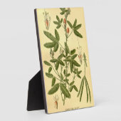 ヴィンテージフローラアート感受性植物ミモサプディカ フォトプラーク (側面)