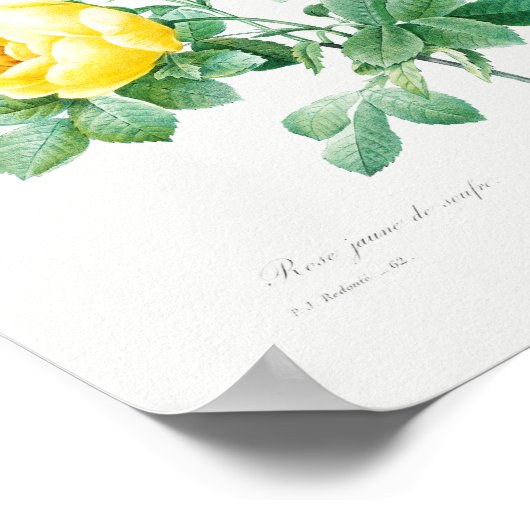 ヴィンテージフローライエローローズ ポスター (角)