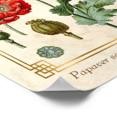 ヴィンテージフローライラストレーション赤ポピー花芸術 ポスター (角)