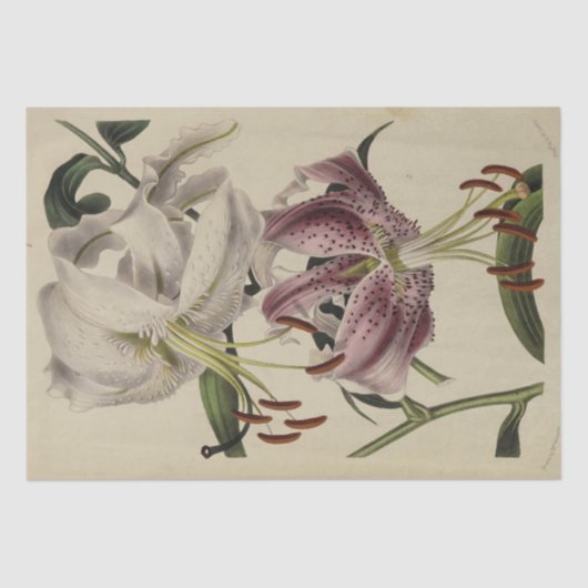 ヴィンテージフローラエフェメラデクページパープルリリー 薄葉紙 (正面)