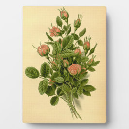 ヴィンテージフローラオレンジポンポンバラ自然植物学 フォトプラーク