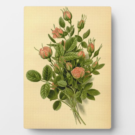 ヴィンテージフローラオレンジポンポンバラ自然植物学 フォトプラーク (正面)