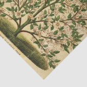 ヴィンテージフローラグリーンツリーの切り離し 薄葉紙 (詳細)
