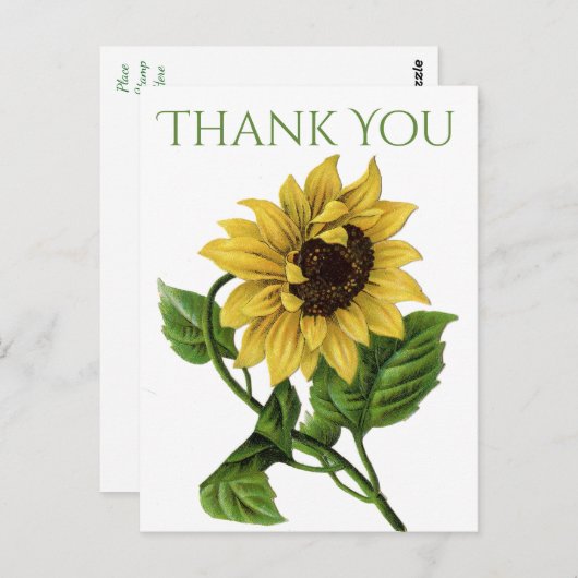 ヴィンテージフローラサンキューイエローヒマワリ花 ポストカード (正面/裏面)