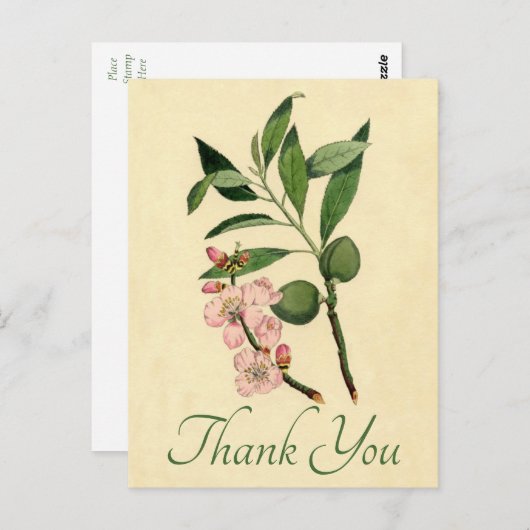ヴィンテージフローラサンキューピンクアーモンドフラワー ポストカード (正面/裏面)