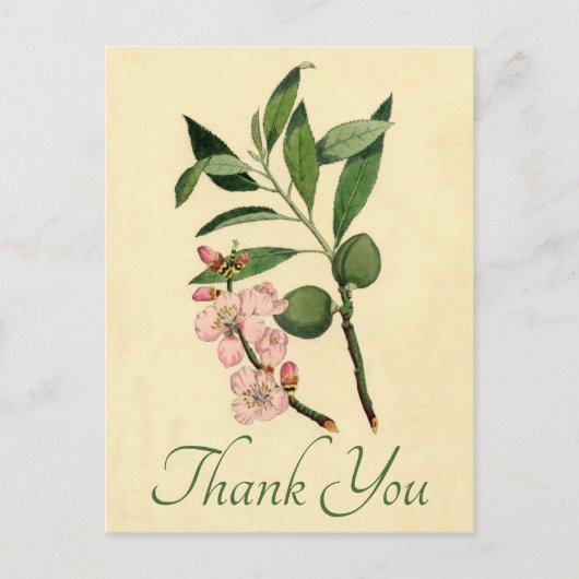 ヴィンテージフローラサンキューピンクアーモンドフラワー ポストカード (正面)