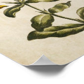 ヴィンテージフローラセントジョンズウォルトプリント ポスター (角)