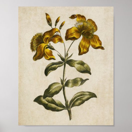 ヴィンテージフローラセントジョンズウォルトプリント ポスター (正面)