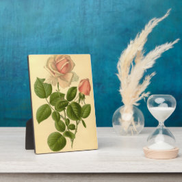 ヴィンテージフローラハイブリッドティーバララフランス自然 フォトプラーク