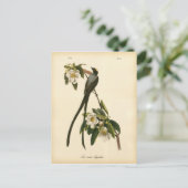 ヴィンテージフローラバードフライキャッチャー ポストカード (スタンド正面)