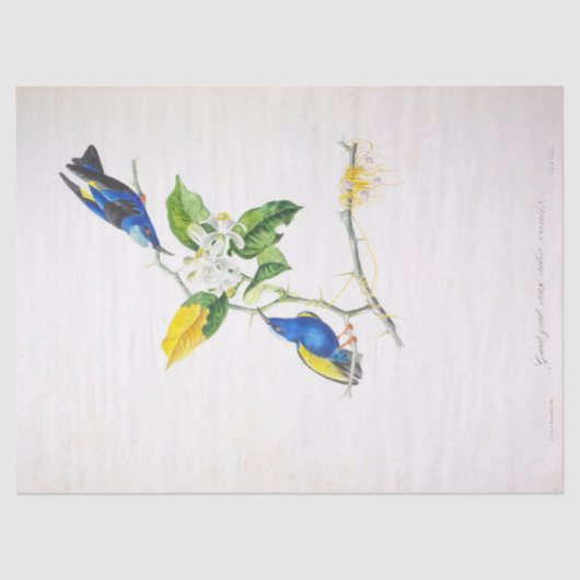 ヴィンテージフローラブルーバードエフエメラデクページスクリプト 薄葉紙 (正面)