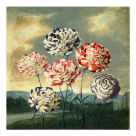 ヴィンテージフローラポスター ポスター