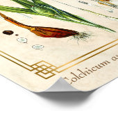 ヴィンテージフローラ植物芸術秋クロッカスボタニカル ポスター (角)