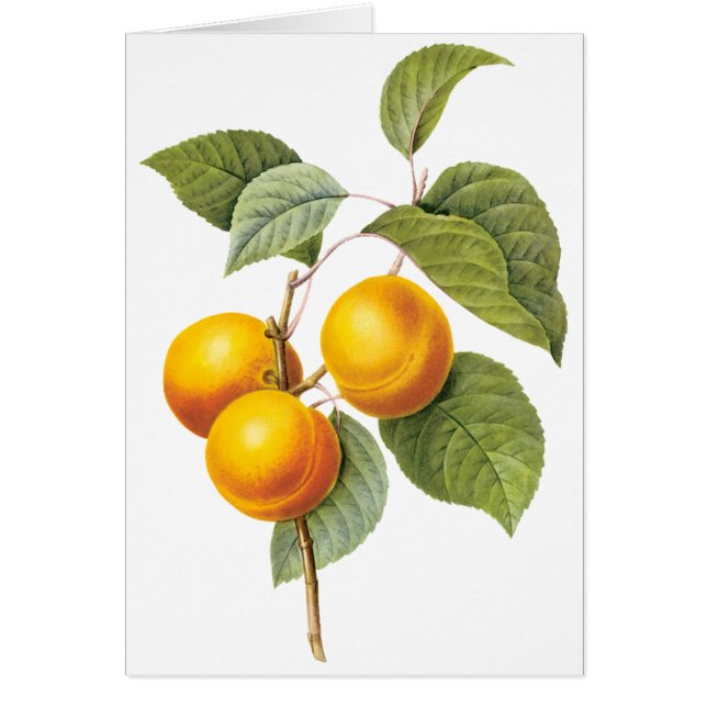 ヴィンテージフードフルーツアプリコットピーチバイルドート (正面)