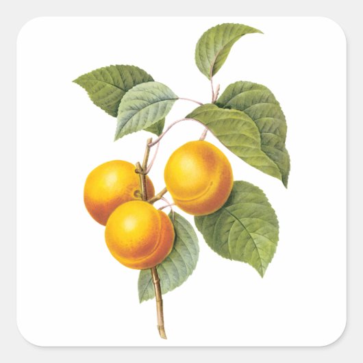 ヴィンテージフードフルーツアプリコットピーチバイルドート スクエアシール (正面)