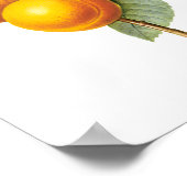 ヴィンテージフードフルーツアプリコットピーチバイルドート ポスター (角)