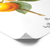 ヴィンテージフードフルーツアプリコットピーチバイルドート ポスター (角)