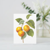 ヴィンテージフードフルーツアプリコットピーチバイルドート ポストカード (スタンド正面)