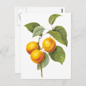ヴィンテージフードフルーツアプリコットピーチバイルドート ポストカード (正面/裏面)