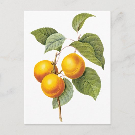 ヴィンテージフードフルーツアプリコットピーチバイルドート ポストカード (正面)