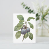 ヴィンテージフードフルーツパープルガーデンプラムズバイルドゥート ポストカード (スタンド正面)