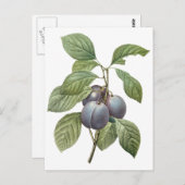 ヴィンテージフードフルーツパープルガーデンプラムズバイルドゥート ポストカード (正面/裏面)