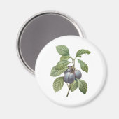 ヴィンテージフードフルーツパープルガーデンプラムズバイルドゥート マグネット (正面/裏面)