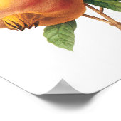 ヴィンテージフードフルーツ、ザクロRedoute ポスター (角)