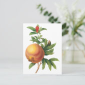 ヴィンテージフードフルーツ、ザクロRedoute ポストカード (スタンド正面)