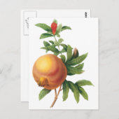 ヴィンテージフードフルーツ、ザクロRedoute ポストカード (正面/裏面)