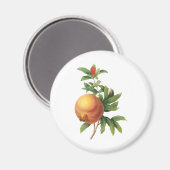 ヴィンテージフードフルーツ、ザクロRedoute マグネット (正面/裏面)