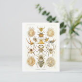 ヴィンテージブックイラストレーションクモ ポストカード (スタンド正面)