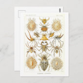 ヴィンテージブックイラストレーションクモ ポストカード (正面/裏面)