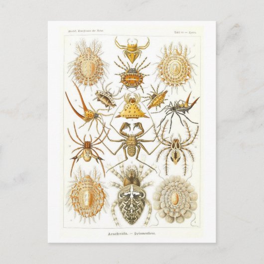 ヴィンテージブックイラストレーションクモ ポストカード (正面)