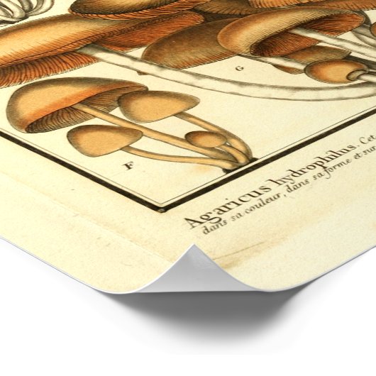 ヴィンテージブラウンマッシュルームフランスのアートプリント ポスター (角)