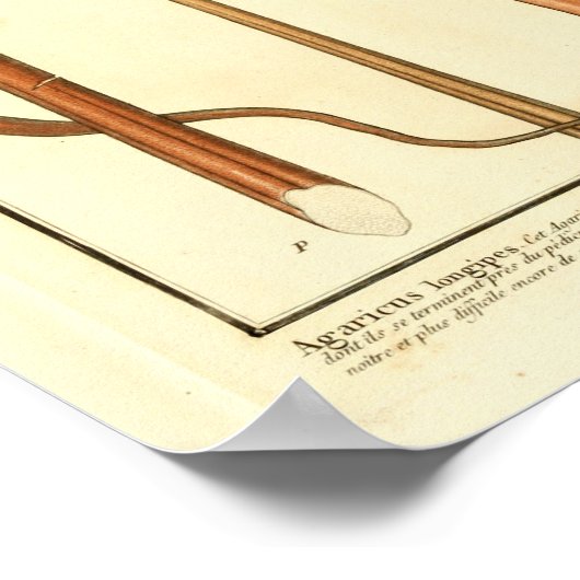 ヴィンテージブラウンマッシュルームフランスのアートプリント ポスター (角)