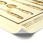 ヴィンテージブラウンマッシュルームフランスのアートプリント ポスター (角)