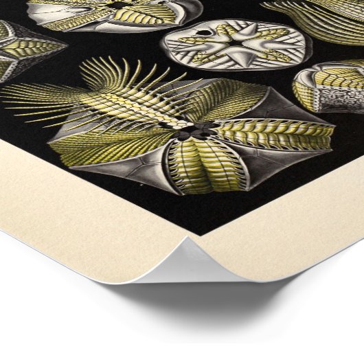 ヴィンテージブラストアイディアカラーエルンストヘッケルアートプリント ポスター (角)