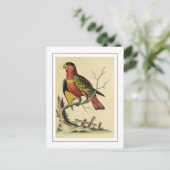 ヴィンテージブラックキャップのロリーオウム鳥自然 ポストカード (スタンド正面)