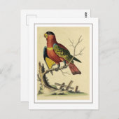 ヴィンテージブラックキャップのロリーオウム鳥自然 ポストカード (正面/裏面)