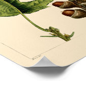 ヴィンテージブラック葉オークズ&アコーズ植物芸術 ポスター (角)