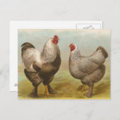 ヴィンテージブラフマルースター&ヘンポストカード ポストカード (正面/裏面)