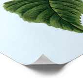 ヴィンテージブルーアジサイのポスター ポスター (角)