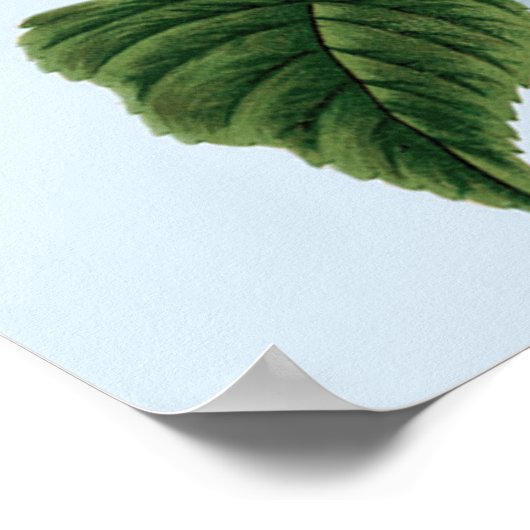 ヴィンテージブルーアジサイのポスター ポスター (角)