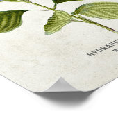 ヴィンテージブルーアジサイ植物学 ポスター (角)