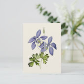 ヴィンテージブルーオダマキ(植物)フラワーイラストレーション ポストカード (スタンド正面)