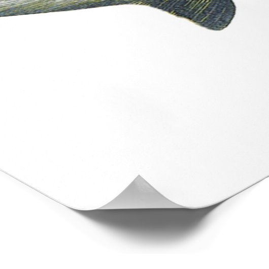 ヴィンテージブルーシャーク、水中競技海マリンライフ ポスター (角)