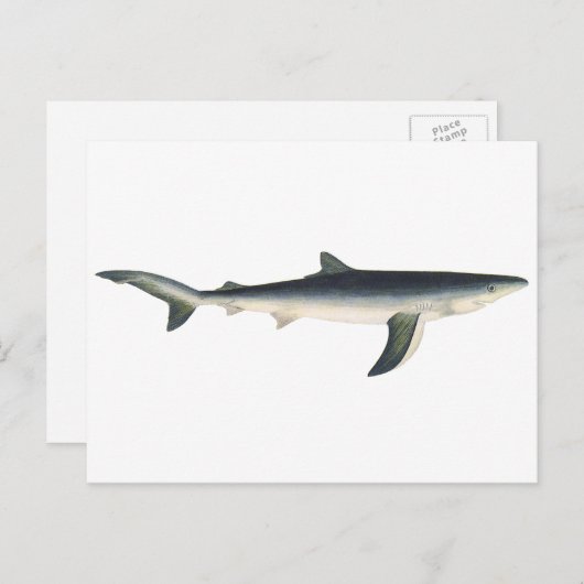 ヴィンテージブルーシャーク、水中競技海マリンライフ ポストカード (正面/裏面)